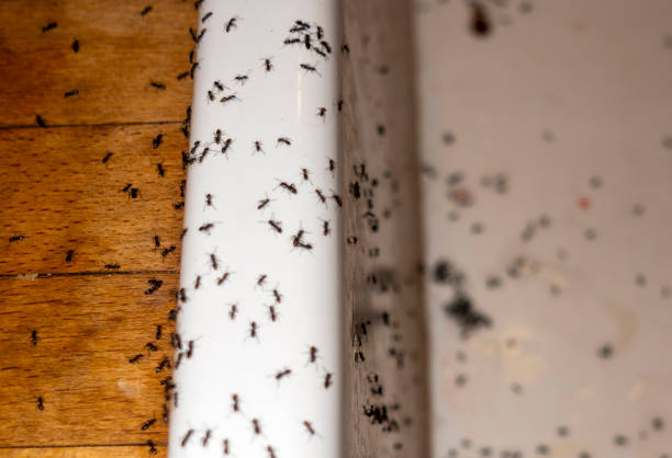 Pest Control Cost in Kettering, OH